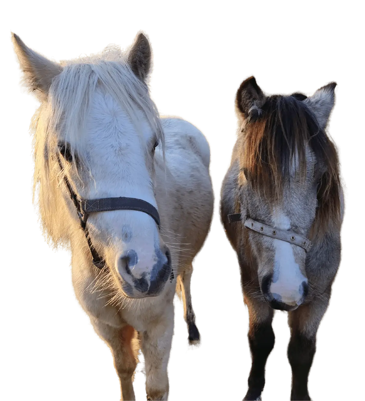 Therapie met Paarden